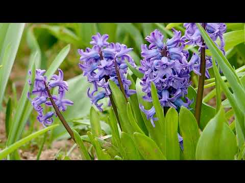 Die schönsten blauen Frühlingsblumen