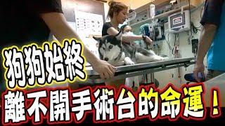 【擔憂】狗狗始終離不開手術台的命運,手術當天還發生了意外...!!(Jeff & Inthira) 【擔憂】狗狗始終離不開手術台的命運,手術當天還發生了意外...!!(Jeff & Inthira)