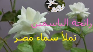 رائحة الياسمين والفل تملأ سماء مصر