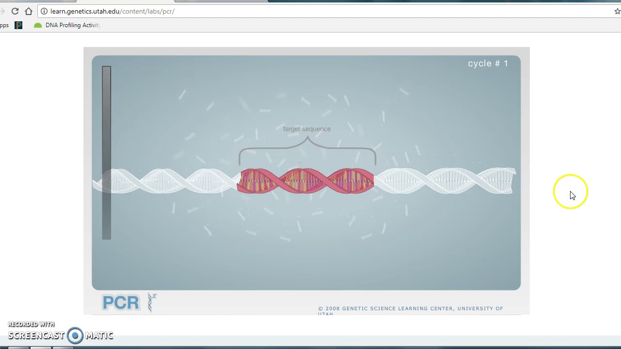PCR Virtual Lab - YouTube