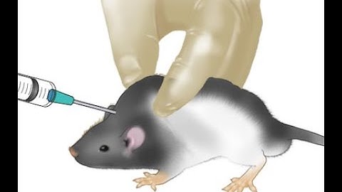 Subcutaneous route of drug administration in rats