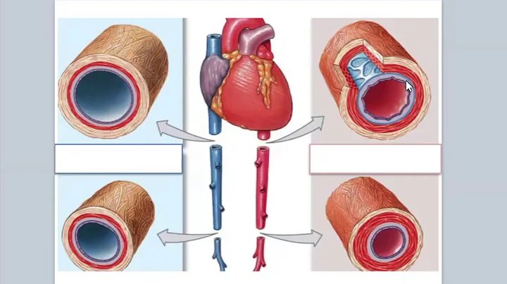 Lecture 1.1: Introduction to Anatomy