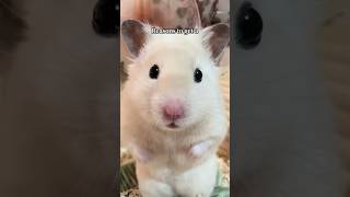 He’s so fluffy 🥹 #hamster #syrianhamster #animals #pets #adorableanimals #funny #cutehamsters #aww