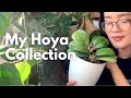My Entire Hoya Collection | Feb 2021