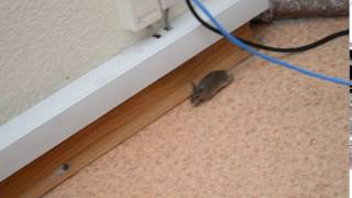Мышь крадется в офисе