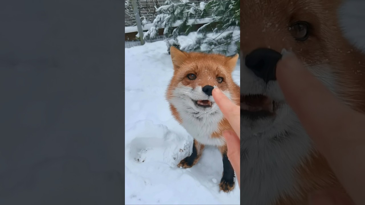 Что делают лисы, когда выпадает много снега?