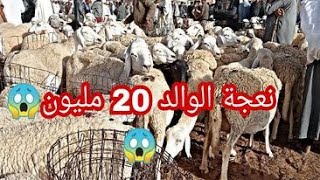 اسعار المواشي اليوم بالجزائر/ سوق المواشي في بوغزول ولاية المدية 19 اوت 2023 اسعار كباش ونعجة الوالد