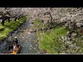【Kawagoe Saitama】新河岸川の桜並木と小さな和船Cherr blossom trees and a small Japanese boat 