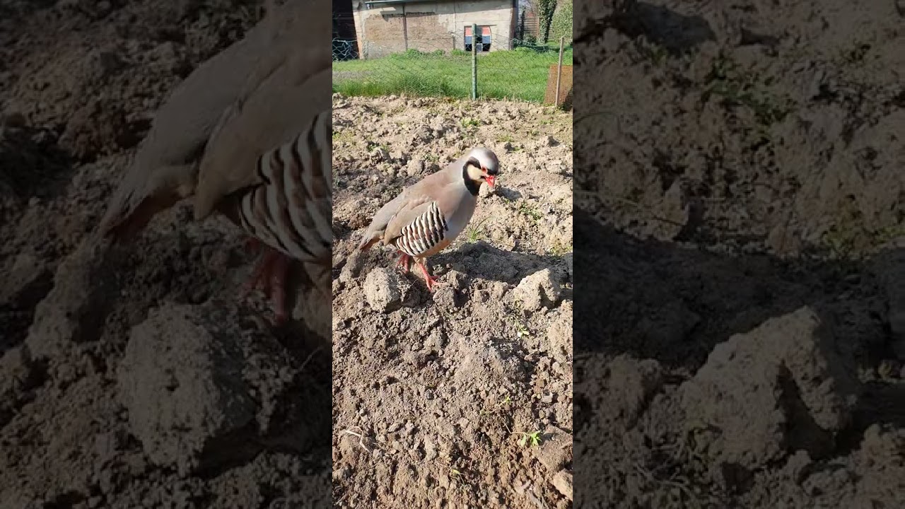 Maskati Chakor Masti Awaz /Maskati Zark Patridge Masti Sound