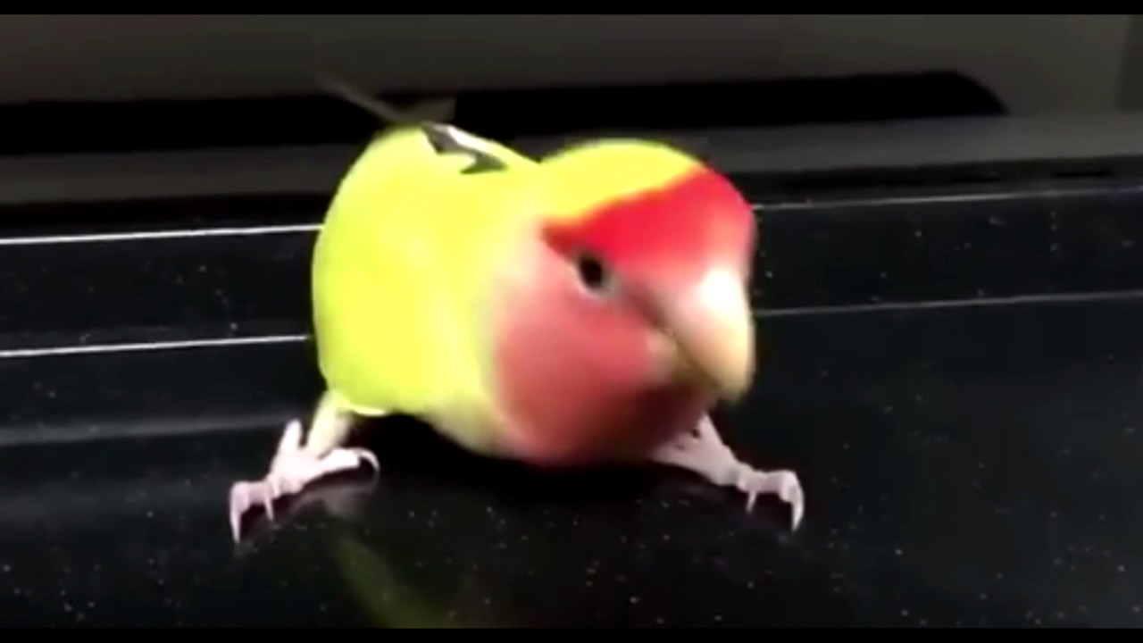 Autistic Bird Attack YouTube