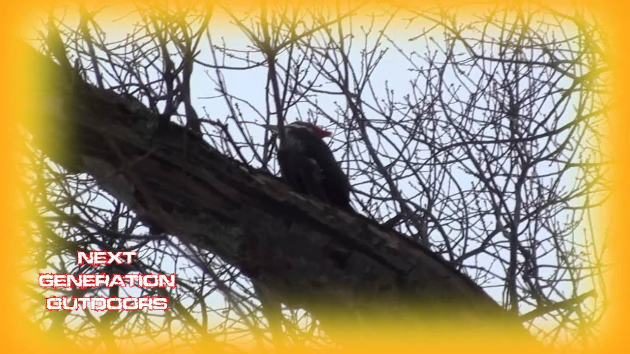 WOODY WOODPECKER INTRO - YouTube