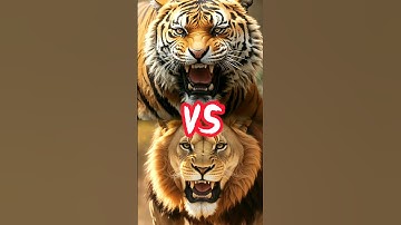 tiger vs lion | #animals #shorts