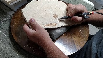 Quick Video cleaning Green River Fish Fossils