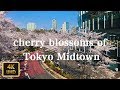 東京ミッドタウンの桜 cherry blossoms of Tokyo Midtowm【4K】【April 2019】