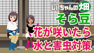 そら豆栽培後編。そら豆の花が咲いたら水と肥料と害虫対策。そら豆栽培後半の重要ポイントです。