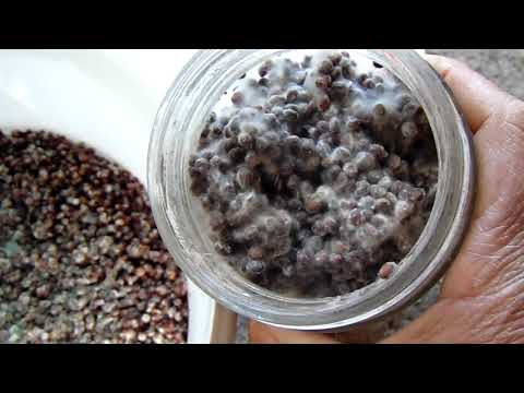 Video: Cómo hacer moho de hoja: usar moho de hoja como enmienda del suelo