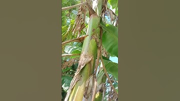 nhìn hoa chuối tươi ngon