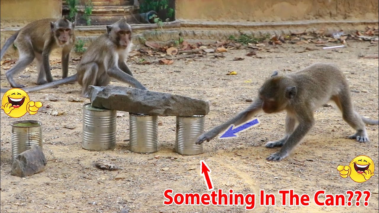 Monkey video Prank monkey #funny #monkey #monkeyvideo #animals # ...