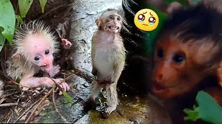 Baby monkeys are abandoned immediately after birth. Baby monkeys cry so lonely