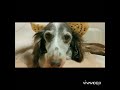 美味しそうに、ママの足を舐めるワンコ。蝶ネクタイが逆さまになっててリボンみたいです