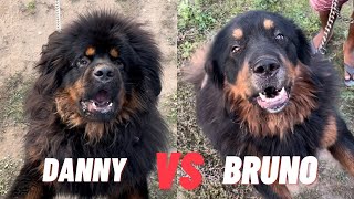 “Danny” Vs “Bruno” | Difference between Chinese Tibetan mastiff and Original Tibetan mastiff