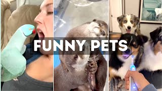 Funny Cat, Dog &amp; Animal Videos | Funny Pets Compilation - 7