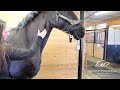 Equine bodywork for the equine athlete by marnie raymond  mckeepownall equine services on journeys