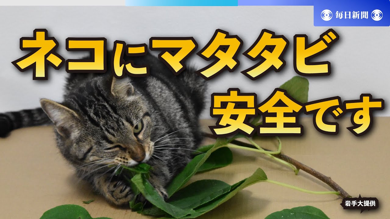 ネコにマタタビ「安全です」 岩手大が依存性などを研究 - YouTube