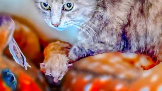 Даже кошки в Тайгане хотят чтобы их котята спали ПО БОГАТОМУ((( by Парк Львов Тайган. Татьяна Алексагина. 196,629 views 2 weeks ago 8 minutes, 53 seconds