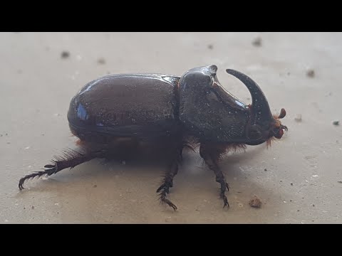 Video: Diferența Dintre Bugul Palmetto și Gândacul (gândac)