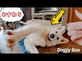 「おすわり」さえなかなか出来ないホワイトシェパードっているんですね…笑【DoggyBox9月号】