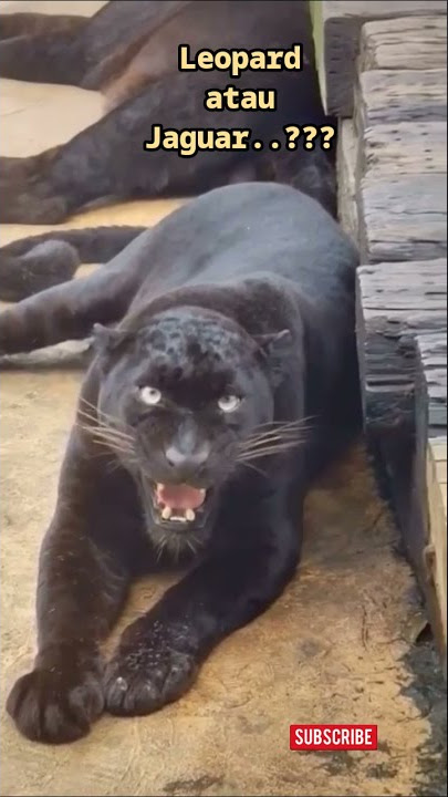 Suara Macan Kumbang || Jaguar Roar #shorts