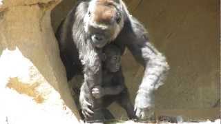 Cutest Baby Gorilla Ever with Mom and Dad