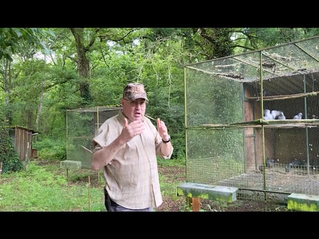Pourquoi y a t'il moins de reproduction dans les volières à pigeons ?