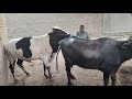 animal mating|Animal meeting #animalmating