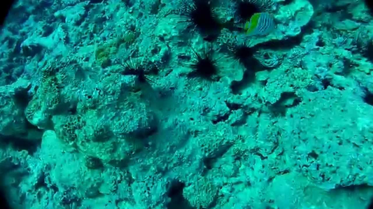 Merten's Butterflyfish, Chaetodon mertensii