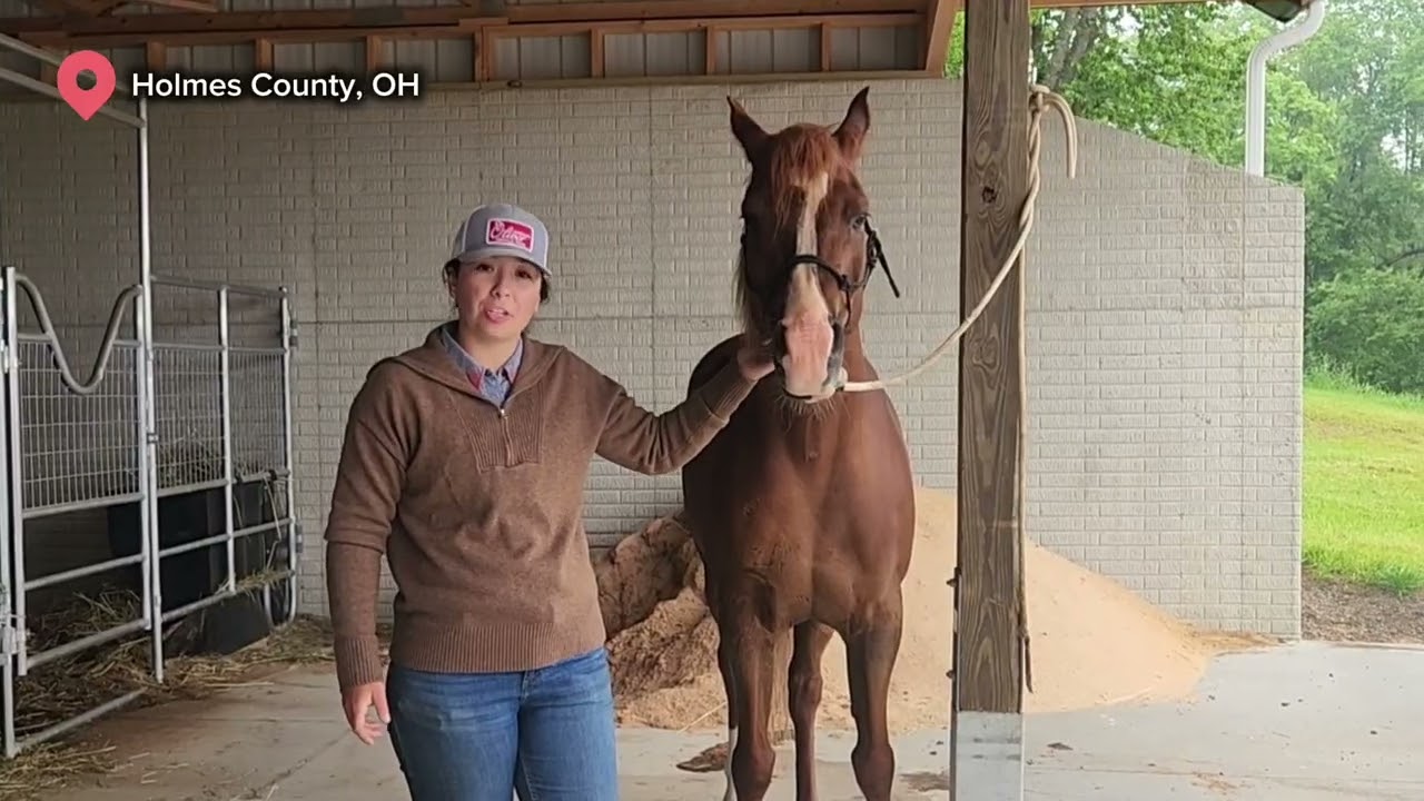 Watch First! Horsemanship How To: Preparing For Equine Bodywork