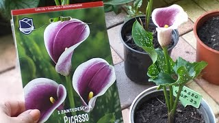 калла Zantedeschia "Picasso"