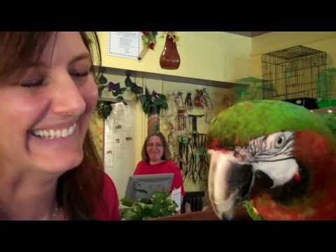 Pet Shop Parrot Antics, Macaw Parrot gives Concett...
