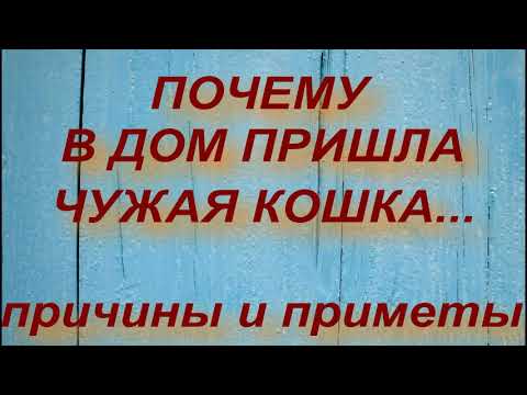 ПОЧЕМУ В ДОМ ПРИШЛА ЧУЖАЯ КОШКА... ПРИЧИНЫ И ПРИМЕТЫ . народные приметы и поверья