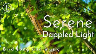 Serene Dappled Light | 1 hour Rest | Birdsong and Music