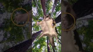 Become a Humboldt flying squirrel (Glaucomys oregonensis)