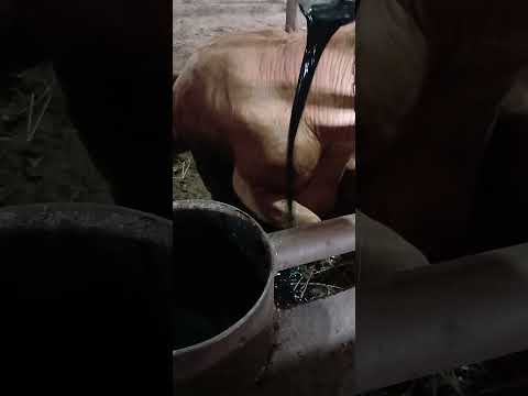 секрет откорма #cow