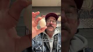The difference between raising chickens and quail?