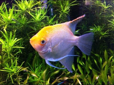 Oscar fish gender