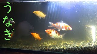 世界最強アクアリウムの30日間のyoutube登録者数推移とプロフィール詳細 Trendly 世界最強アクアリウムの30日間のyoutube登録者数推移とプロフィール詳細 Trendly