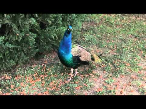 Geneva Peacock Photo 3