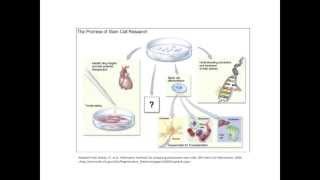 B&B: Improving efficiency of human pluripotent stem cell differentiation platforms