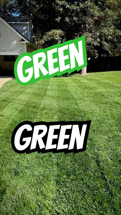 Bermuda is Alpha but Fescue is Darker! #lawn
