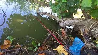 panik‼️tarikan ikan mas besar di spot penuh sangkutan